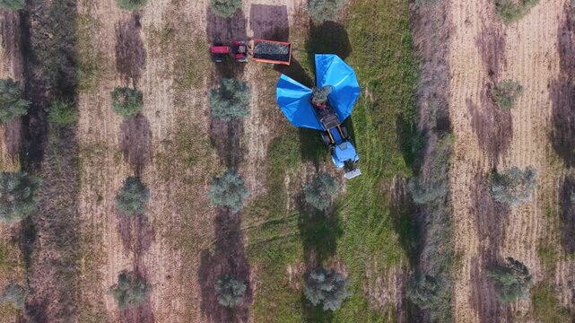 Aerial view from a drone of a tractor with a log shaker harvesting olives in an olive grove in the Matarra&ntilde;a region. Calaceite, Teruel, Spain, Europe