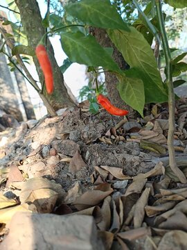Cabe rawit merah dibawah pohon dikebun kecil 