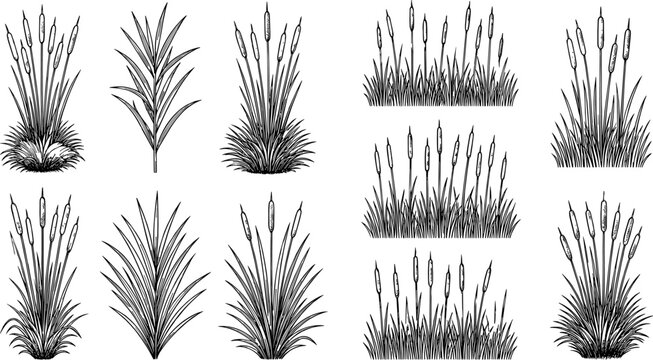 Hand drawn line art vector set of wetland cattail reeds and tall marsh grass plant silhouettes