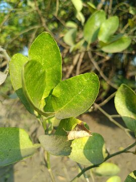 Daun jeruk yang masih di tangkai