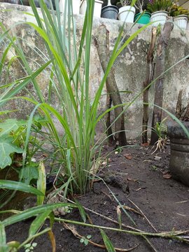 Tanaman herbal sereh dikebun kecil 