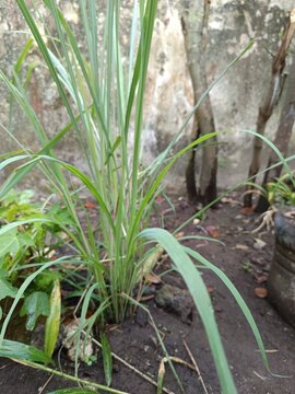 Tanaman herbal yakni daun sereh