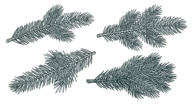 Hand drawn pine tree branches set isolated on white background vintage spruce fir twig vector illustration for christmas holiday design