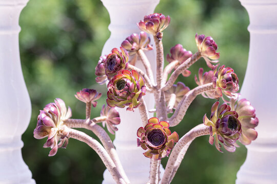 Gros plan sur un aeonium