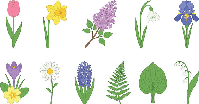 Beautiful spring flowers vector illustration collection bundle with tulip daffodil lilac iris daisy hyacinth and fern foliage elements isolated on white background