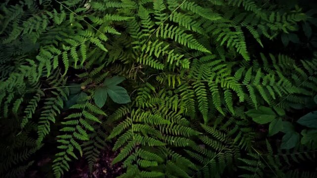 Against a spring forest backdrop, a vivid fern leaf displays its delicate veins and texture, while surrounding leaves shimmer. The scene captures nature's calm, highlighting the thriving environment