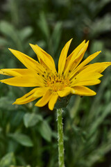 Obraz premium Yellow gazania flower blooming in a garden