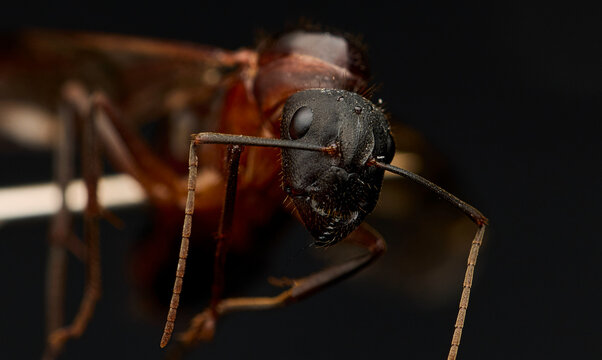 Close-up macro ant head showing antennae and eyes