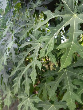 Close up of lush green chaya or japanese papaya leaves in the garden.