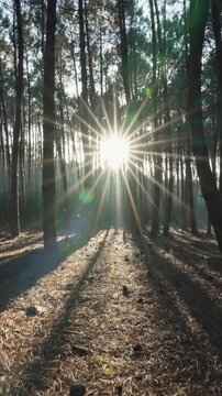 Sunlight sunbeams through pine trees forest vertical format, lens flare sunstar low angle ground level view, sunset woods landscape background