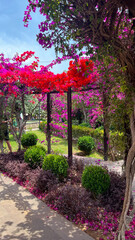 Fototapeta premium a beautiful garden with colorful flowers in Antalya city