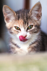 Obraz premium portrait of a cat
