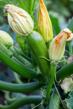 young, green zucchini growing on the vine, adorned with large, closed yellow blossoms in a thriving summer garden.