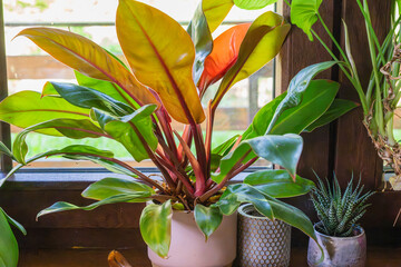 A vibrant potted Philodendron with broad green, yellow, and orange leaves and red stems sits on a bright, wooden windowsill next to a smaller succulent plant. © Andrey