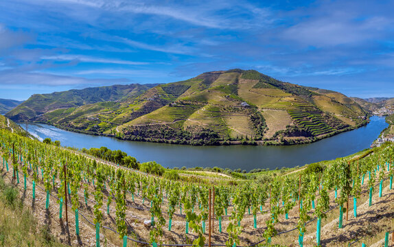 Terraced vinayards on a Douro river bend near the confluence with the Pinhao river, Portugal