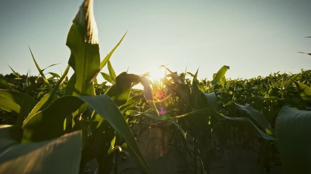 Gliding through dense corn stalks under a bright summer sky, theme of large-scale agriculture shows a farmer monitoring the golden rows as sunlight highlights the industrial field
