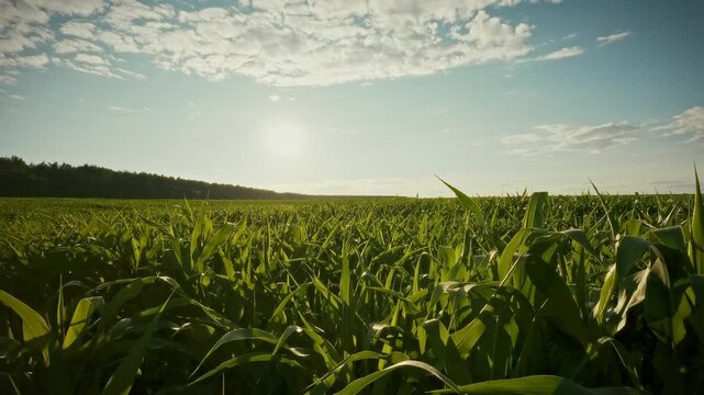 Idea of bright green corn stalks and fresh leaves covering summer corn field beneath clear blue sky, concept of agriculture on plantation, a farmer watches the growing crop in an agribusiness context