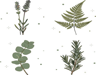 Hand drawn botanical herbs and leaves vector set with lavender flowers, green fern frond, eucalyptus branch, and aromatic rosemary isolated on white background © MdShakib