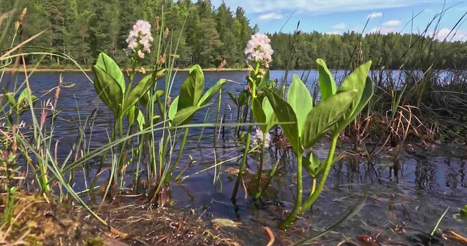 Bogbean, scientifically known as Menyanthes trifoliata, is a perennial aquatic herb commonly found in marshes, ponds, and other wet habitats, Stortr&auml;sk, Helsinki, Finland, Europe.