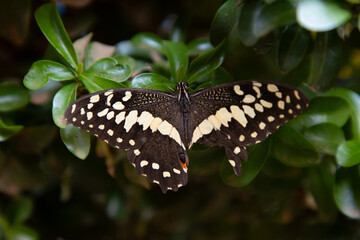  Papilio demodocus, citrus swallowtail, African butterfly, Burkina Faso, nature, black-spotted wings, biodiversity © YEMPABOU