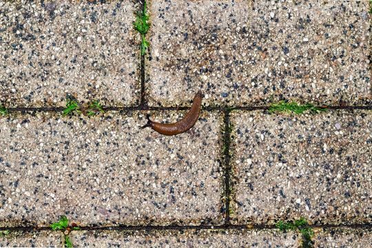 Brown garden slug crawling on grey stone pavement tiles in nature
