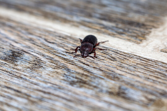 Small brown beetle crawling on a textured wooden surface of an old plank