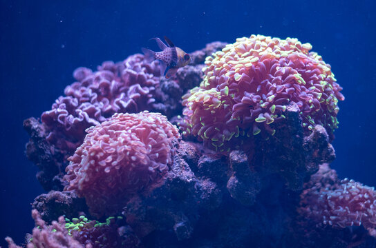 Close-up of a colorful Hammer Coral (Euphyllia) colony with a tropical reef fish swimming above it in a saltwater marine aquarium. Vibrant pink and green coral polyps, blue underwater background