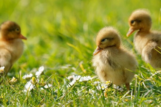 ducklings on grass