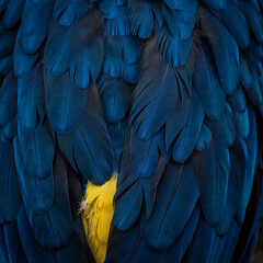 Obraz premium Blue And Yellow Parrot Feathers Detailed Close Up Photography Of Plumage avian