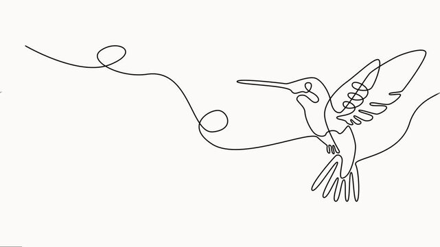 flying humming bird continuous one line drawing animation, Hummingbird. One line drawing animation, Hand drawn line art tropical bird. Little beauty bird mascot concept for conservation.