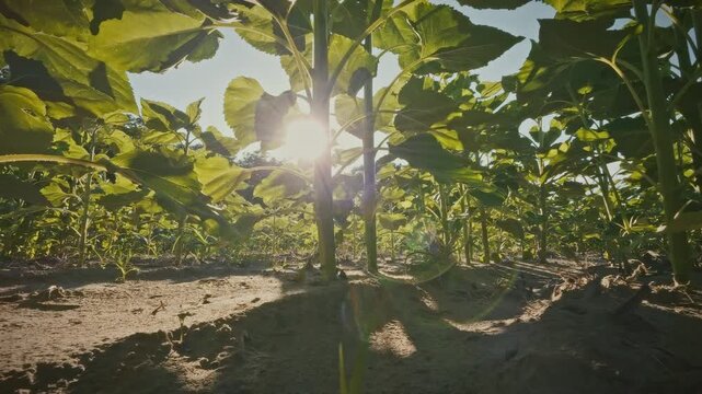 A ground-level close-up captures thick green sunflower stems thrusting upward, their sturdy bases visible against a wide field of agricultural land under a clear sky, typical oilseed crop