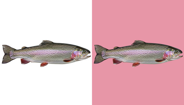 Rainbow trout fish with colorful spots on its body isolated on transparent background png