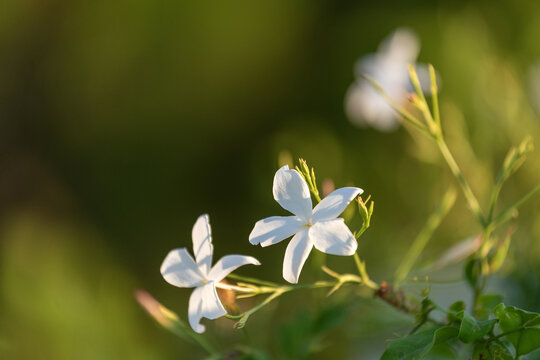 Jasmin