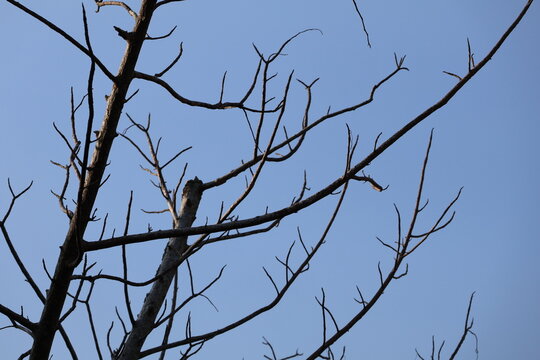 Dry tree trunk standing beneath vibrant blue sky