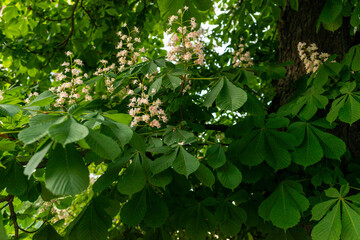 Horse chestnut (Aesculus hippocastanum) tree displaying upright pale pink and white flower panicles among large palmate leaves. Iconic ornamental deciduous tree blooming in late spring along streets,  © Volha