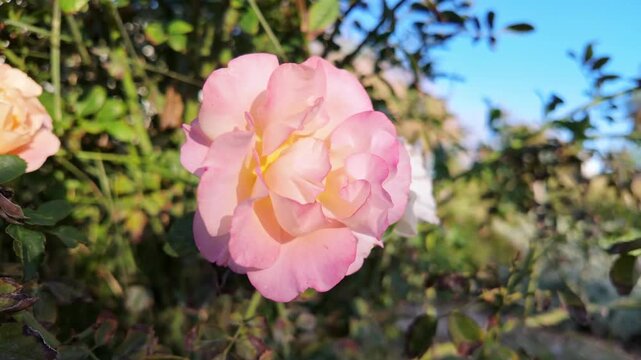 Gentle pale pink rose blooms fully in soft sunlight beside a blurred garden backdrop.