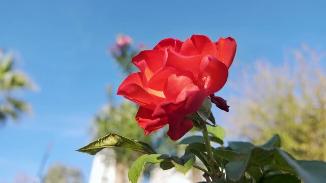 Vivid red rose blooms fully against a clear blue sky with soft blurred greenery.