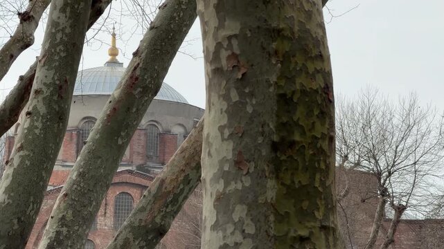 Slow push in shot framing the historic Aya Sofya and a stone minaret behind textured plane tree trunks on a misty winter day in Sultanahmet, Istanbul, Turkey.