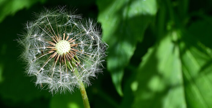 Macro shot of dandelion seeds blowball with copy space