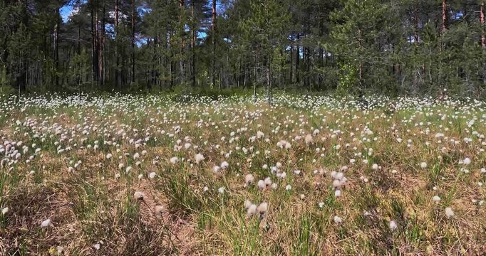Tussock cottongrass (eriophorum vaginatum) is a species of flowering plant in the sedge family Cyperaceae, Jakom&auml;ki, Helsinki, Finland, Europe.