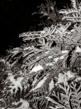 Frozen evergreen needles sparkling under ice coating during a cold winter night in the forest 