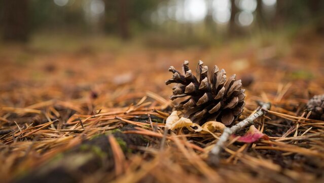 Close-up of a pine cone on a bed of autumn leaves in a forest setting