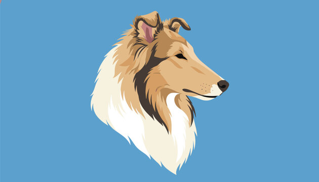Profile portrait of a beautiful rough collie dog with a fluffy coat looking sideways against a clear blue background.