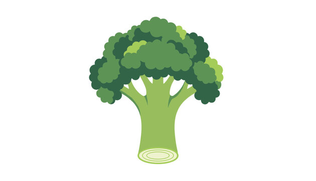 Detailed organic vector illustration of a fresh green head of broccoli with a thick stalk, isolated on a white background.