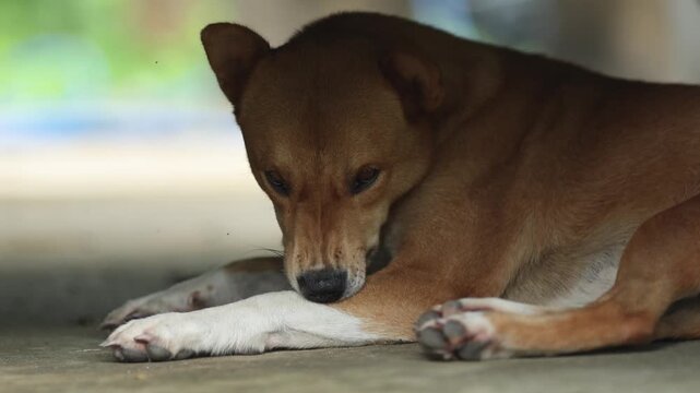 Brown Dog Biting at Skin to Relieve Irritation from Insects