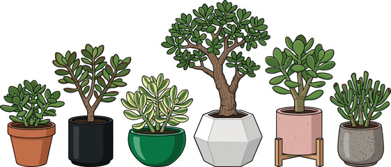 Potted jade plants and money tree succulents vector illustration collection featuring diverse crassula ovata varieties in modern ceramic pots for home decor designs. © MdMehedi