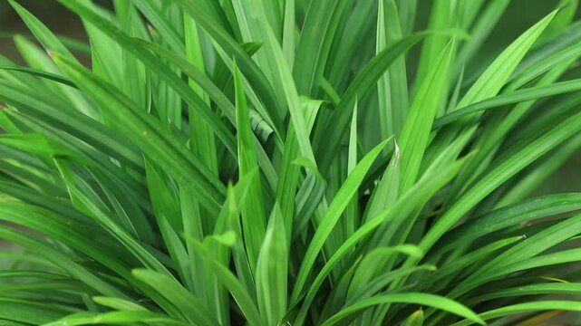Pandan Plant Growing in a Pot