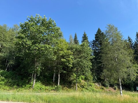 Mixed forest in the Black Forest Nature Park or mixed trees of the Black Forest, Germany - Mischwald im Naturpark Schwarzwald Mitte-Nord oder Mischw&auml;lder des Schwarzwaldes, Deutschland - For&ecirc;t mixte