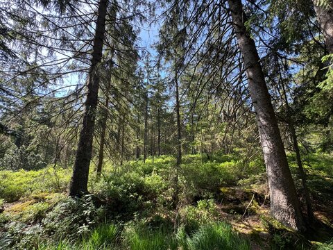 Mixed forest in the Black Forest Nature Park or mixed trees of the Black Forest, Germany - Mischwald im Naturpark Schwarzwald Mitte-Nord oder Mischw&auml;lder des Schwarzwaldes, Deutschland - For&ecirc;t mixte
