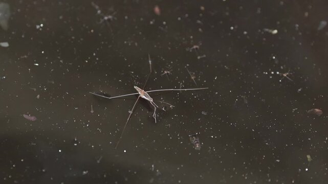 Water Strider Insect Gliding on the Water Surface